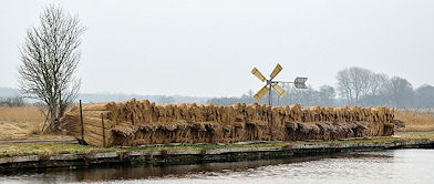 Riet in de Weerribben